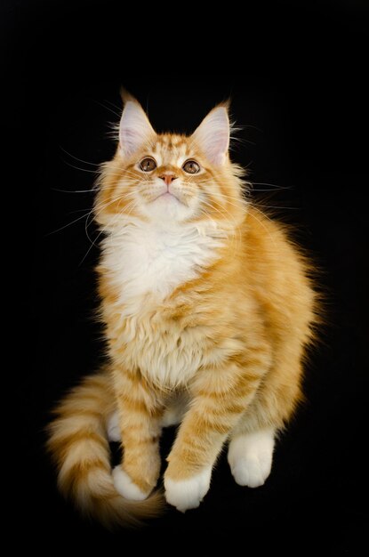 Chat Maine Coon de couleur rouge avec des cheveux rouges duveteux sur fond noir