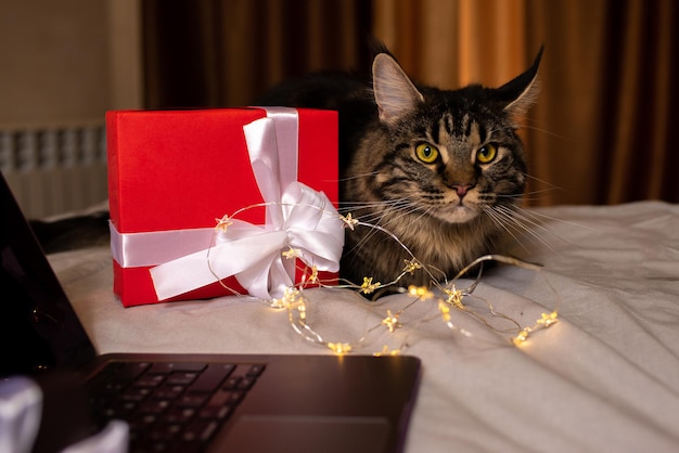 Le chat Maine Coon est assis avec un cadeau près de l'ordinateur portable