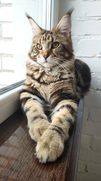 Chat Maine Coon est assis par fenêtre