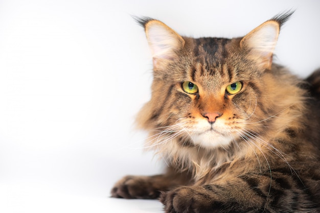 Un chat Maine coon sur fond blanc