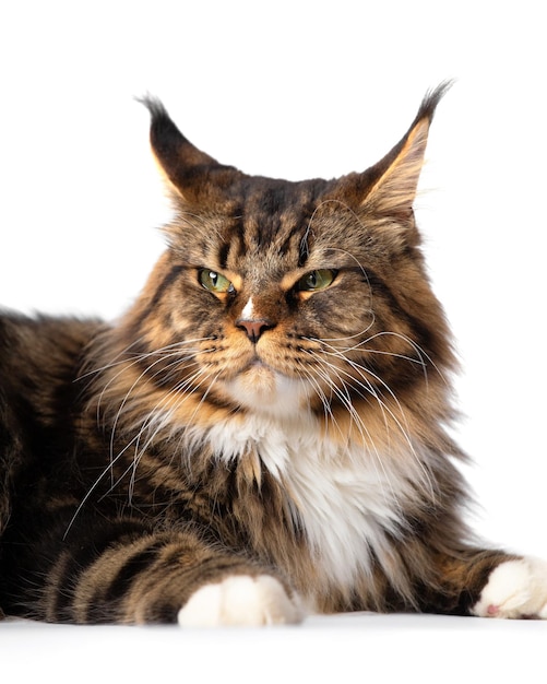 Chat Maine Coon sur fond blanc