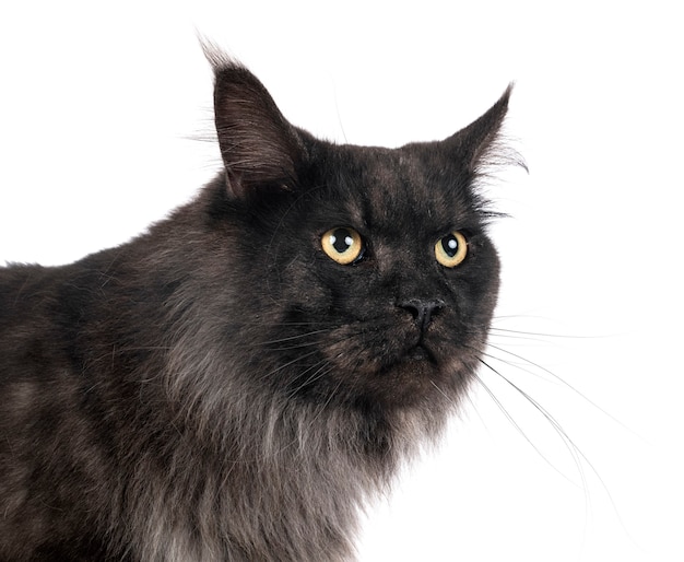 Chat Maine coon isolé sur blanc