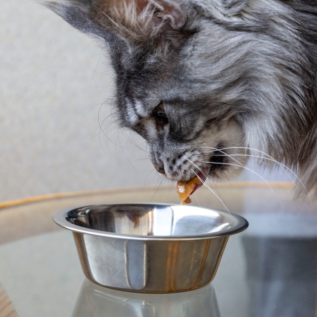 Le chat Maine Coon mange de la nourriture pour chat dans un bol. S'occuper d'un animal