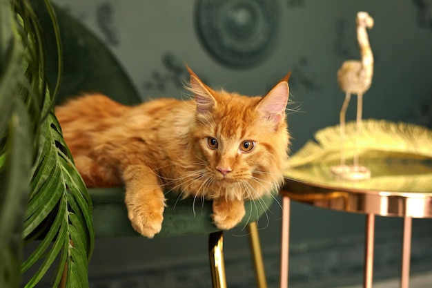 Chat Maine Coon moelleux rouge se trouve sur une chaise en velours vert