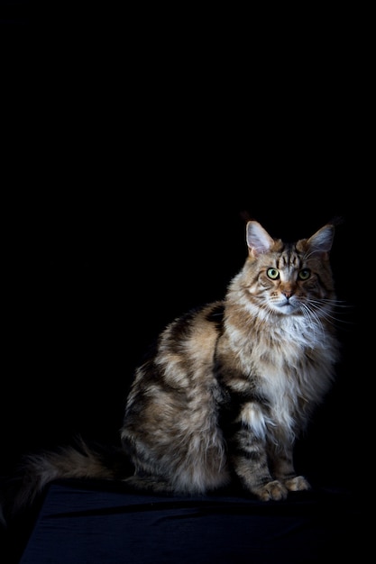 Chat Maine coon sur noir, portrait de chat domestique, mise au point sélective