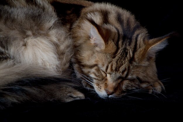 Chat Maine coon sur noir, portrait de chat domestique, mise au point sélective