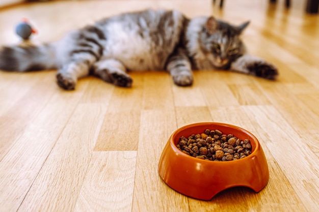 Chat Maine Coon à poil long gris domestique avec gros ventre, flou, se trouve près d'un bol de nourriture