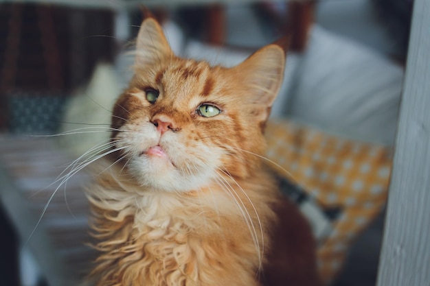 Chat maine coon rayé rouge sur le rebord de la fenêtre