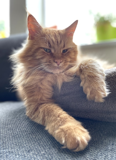 Chat maine coon rouge assis comme un roi sur le canapé à la maison