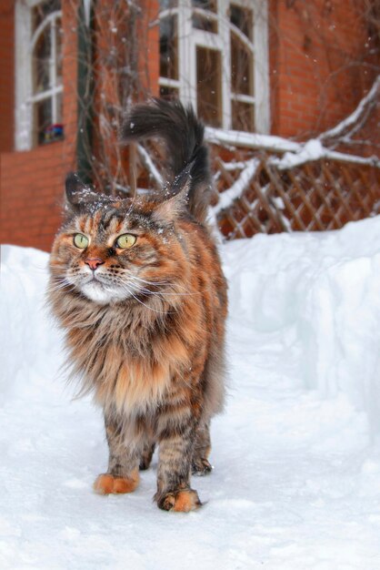 Le chat maine coon se promène le long du chemin de neige entre les congères