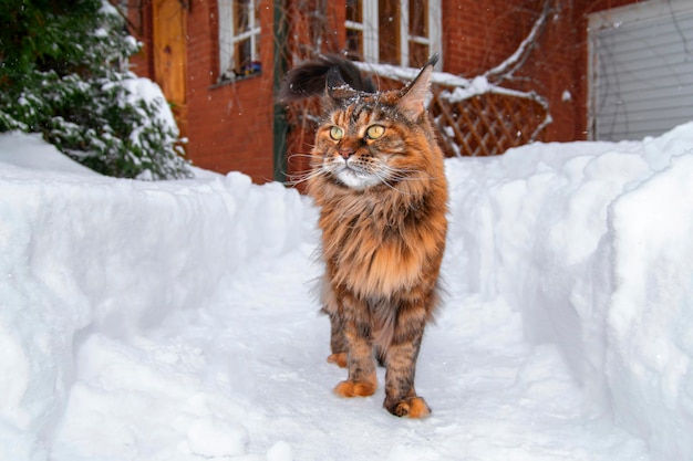 Le chat maine coon se promène le long du chemin de neige entre les congères