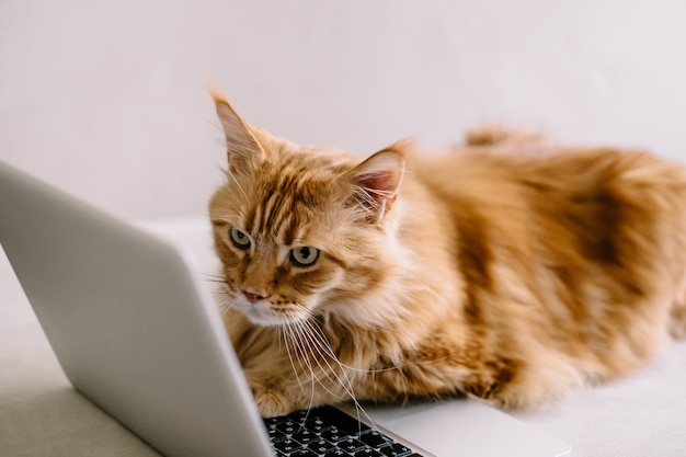 Chat Maine coon travaillant sur le cahier en ligne sur canapé