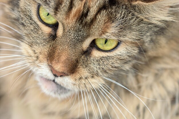 Chat Maine Coon