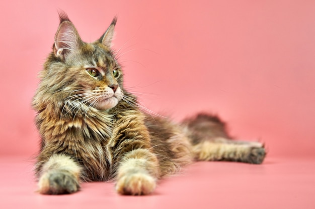 Chat Maine Coon