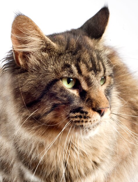 Chat Maine Coon