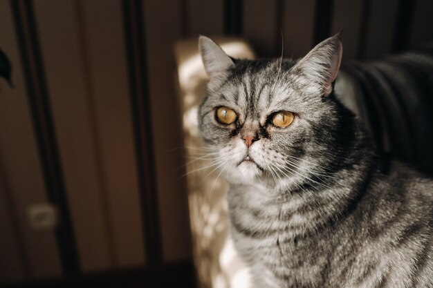 Chat de maison gris moelleux assis sur le canapé