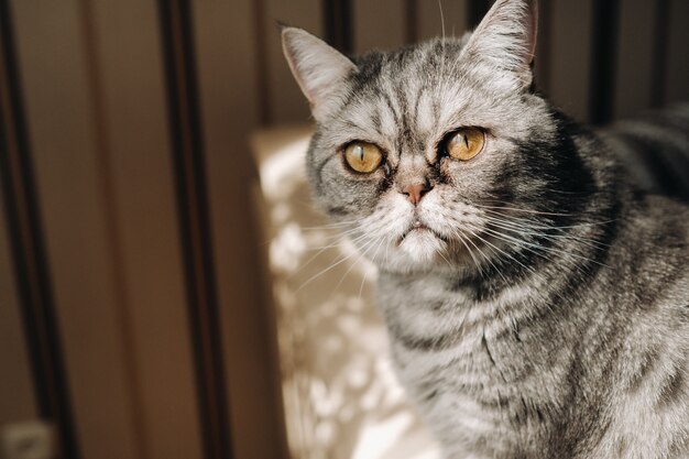 Chat de maison gris moelleux assis sur le canapé