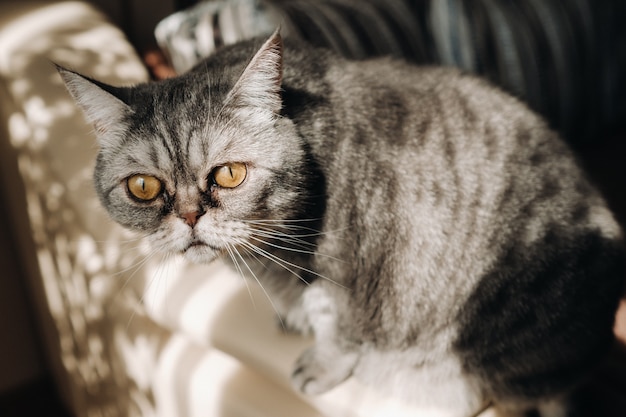 Chat de maison gris moelleux assis sur le canapé