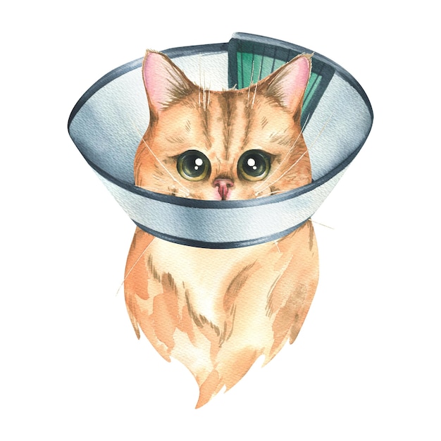 Un chat malade dans un collier vétérinaire protecteur race chinchilla doré Illustration aquarelle Un objet isolé de la collection VÉTÉRINAIRE Pour la conception et la décoration de cliniques médecines