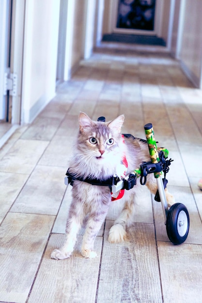 chat malade mignon attendant le vétérinaire