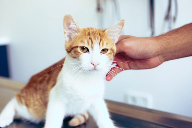 chat malade mignon attendant le vétérinaire