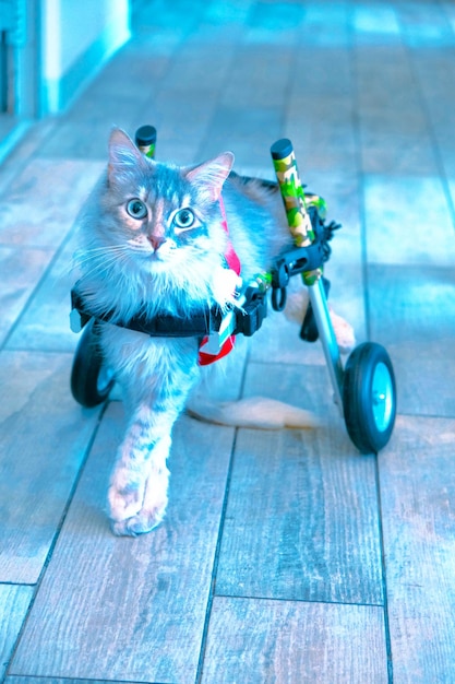 chat malade mignon attendant le vétérinaire