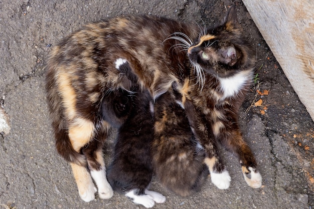 Chat maman sans-abri avec deux petits chatons.