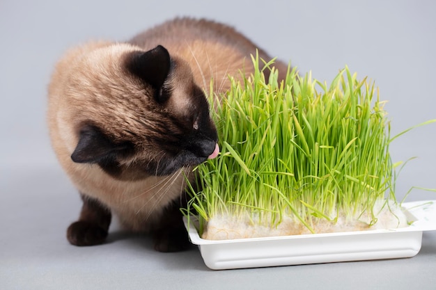 Le chat mange de l'herbe Chat siamois avec de l'avoine cultivée
