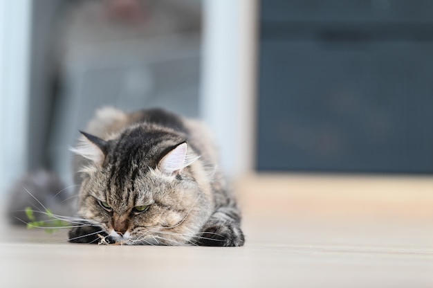 Un chat mange de l'herbe dans le salon