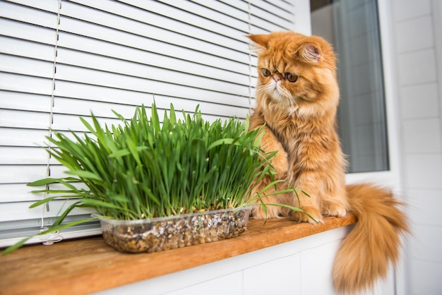 Le chat mange de l'herbe verte fraîche herbe à chat herbe pour animaux de compagnie traitement naturel des boules de poils chat exotique persan