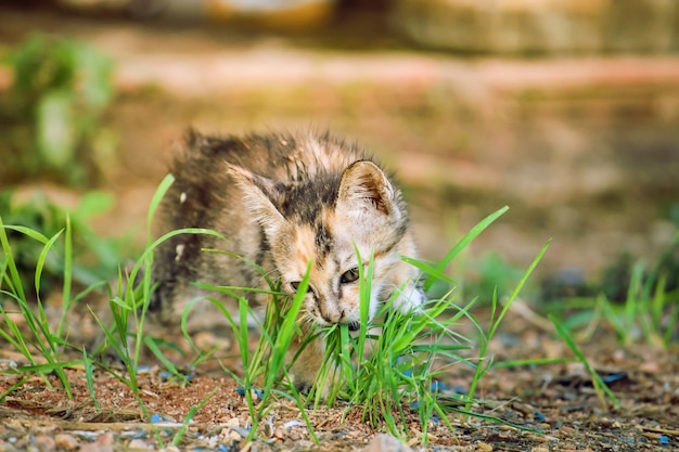 un chat mange une herbe