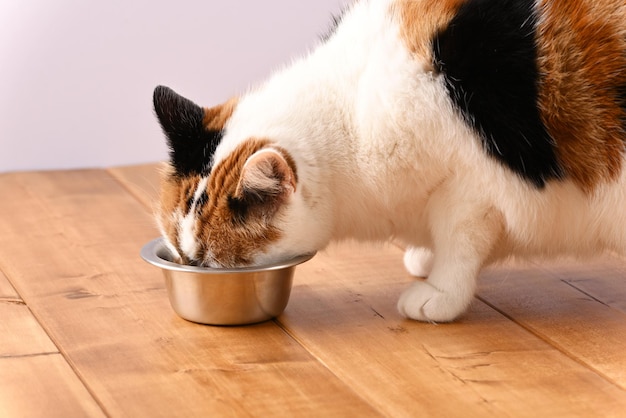 Le chat mange la nourriture pour chat du bol en acier inoxydable