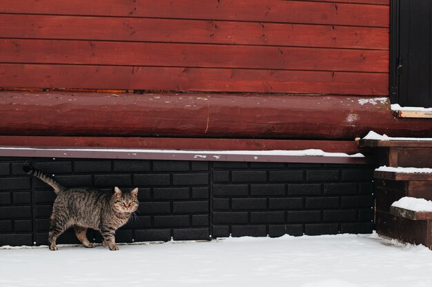 Chat marchant près de la maison du village en hiver