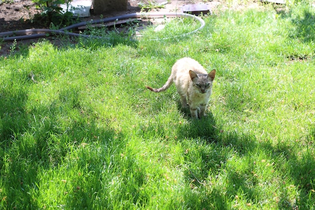 Un chat marche dans l'herbe et l'herbe cherche quelque chose à manger.