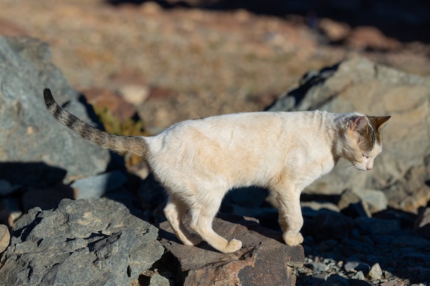 Le chat marche le long du sentier dans le contexte de la montagne de Moïse en Egypte