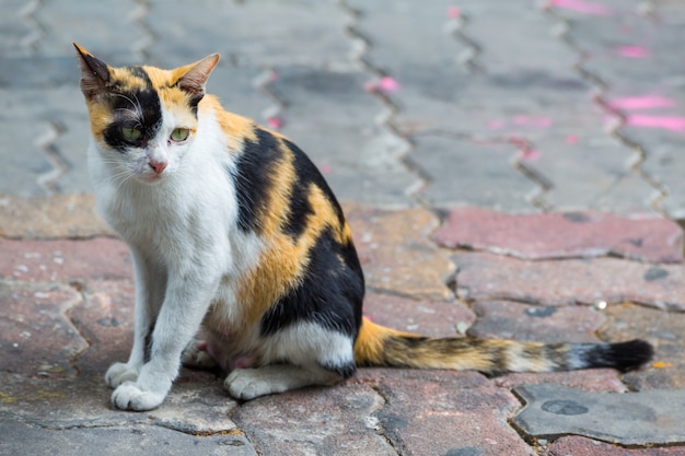 Chat mère assis sur le fond de la rue