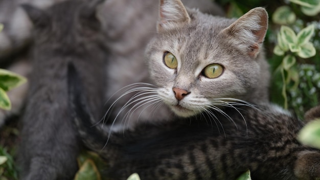 Chat mère chat sans abri et chatons dans la rue