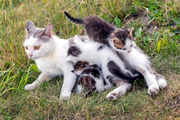 Chat mère nourrit de petits chatons dans le jardin sur l'herbe