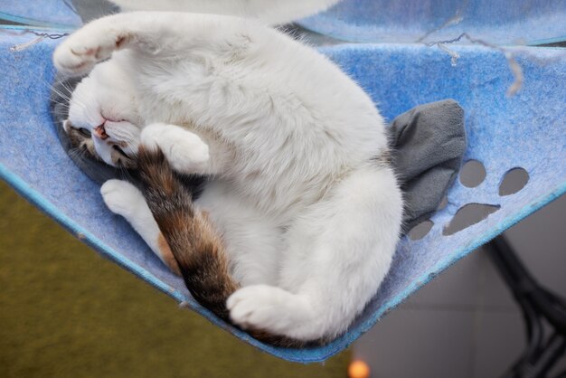 Chat mignon allongé dans un lit mural en verre