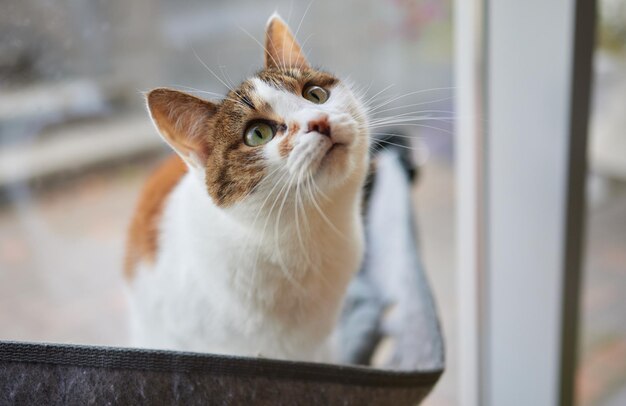 Chat mignon allongé dans un lit mural en verre