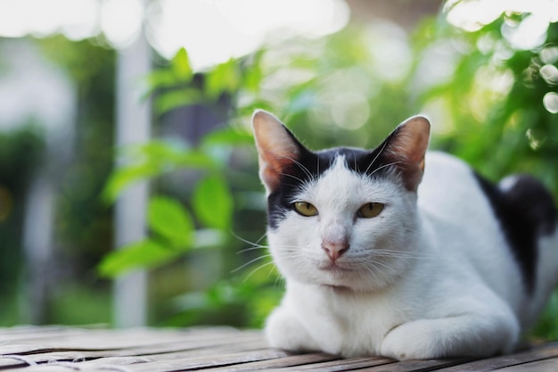 Photo chat mignon allongé sur un fond de nature de table en bois