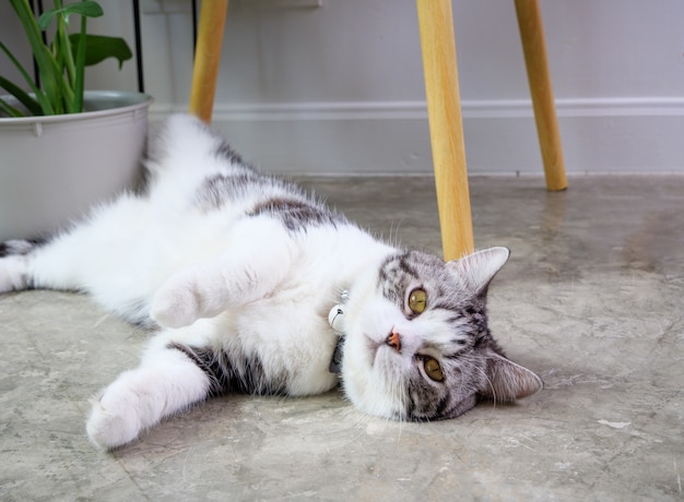 Chat mignon allongé sur le sol avec purificateur d'air arbre Monstera pot de fleur dans le salon