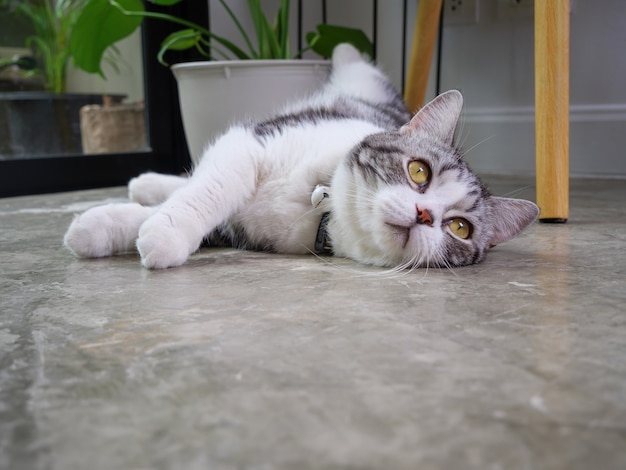 Chat mignon allongé sur le sol avec purificateur d'air arbre Monstera pot de fleur dans le salon