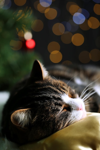 Chat mignon allongé sur un tapis avec décor de Noël