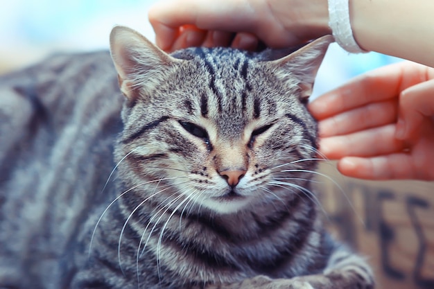 chat mignon, animal de compagnie duveteux heureux, concept d'amour de soins