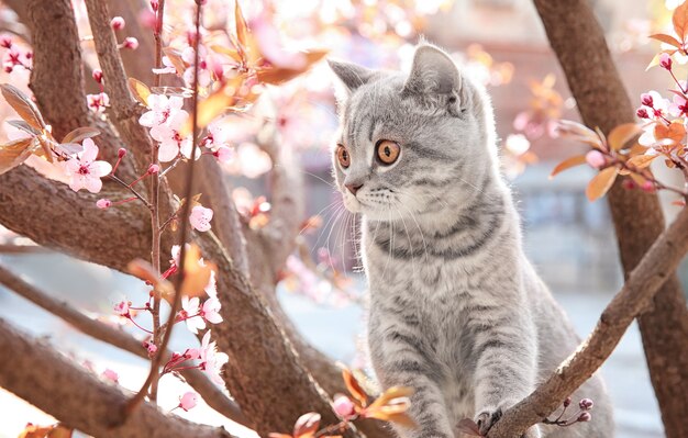 Chat mignon sur l'arbre en fleurs à l'extérieur