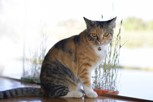 Chat mignon assis sur le balcon