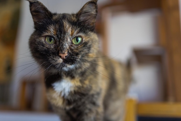 Chat mignon assis sur une chaise blanche dans la chambre, gros plan.