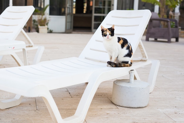 Chat mignon assis sur une chaise blanche près de la piscine, ensoleillé.