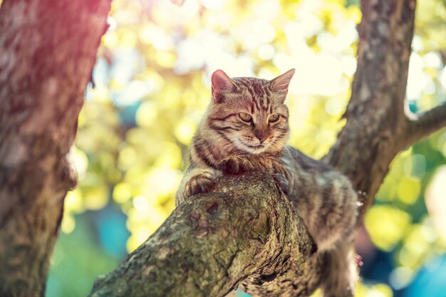 Chat mignon assis dans une branche d'un arbre dans un jardin